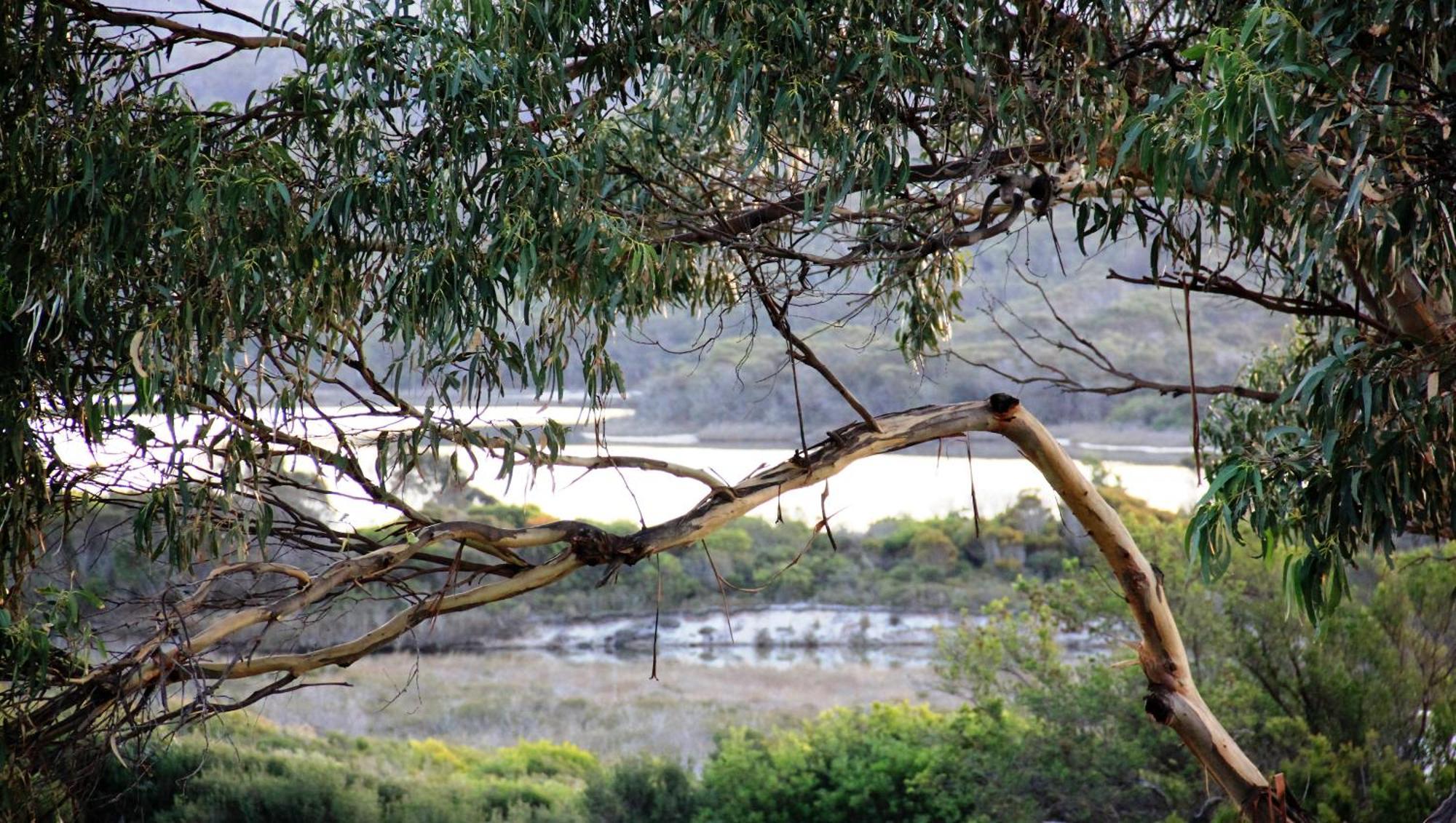 Kingfisher Cottage Beachfront At The Binalong Bay エクステリア 写真